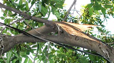 Photo - Broken tree limb hanging over power line