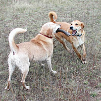 Photo of dogs playing