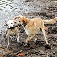 Photo of dogs playing