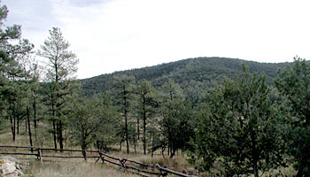 Photo of forest view from B&B