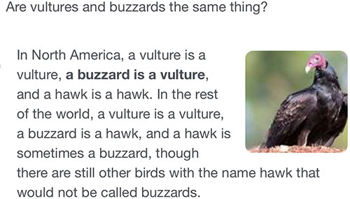 Screen capture describing the differences between buzzards and vultures