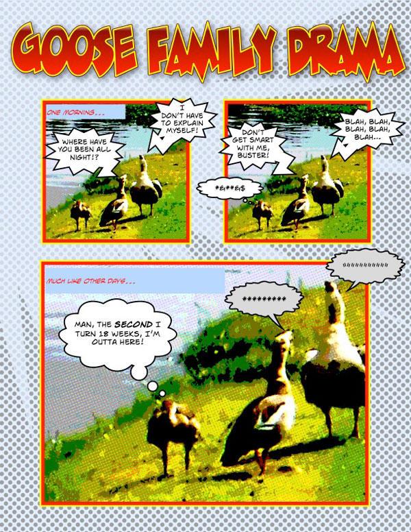 Comic strip - Goose Family