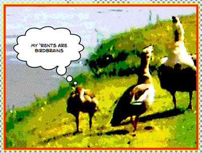 Comic strip - Goose Family