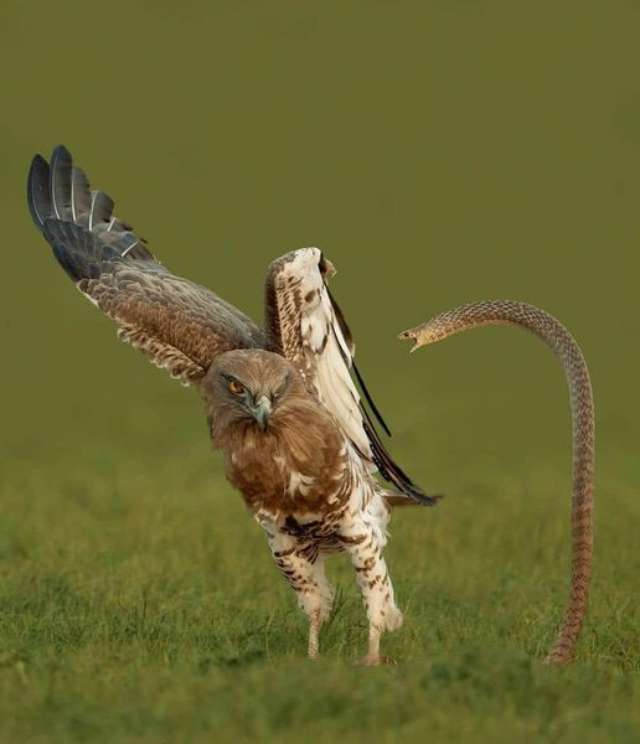 Photo: A snake is poised to strike at a hawk or eagle