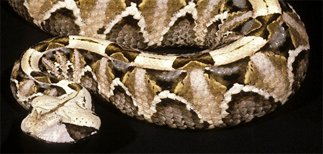 Photo: Gaboon viper