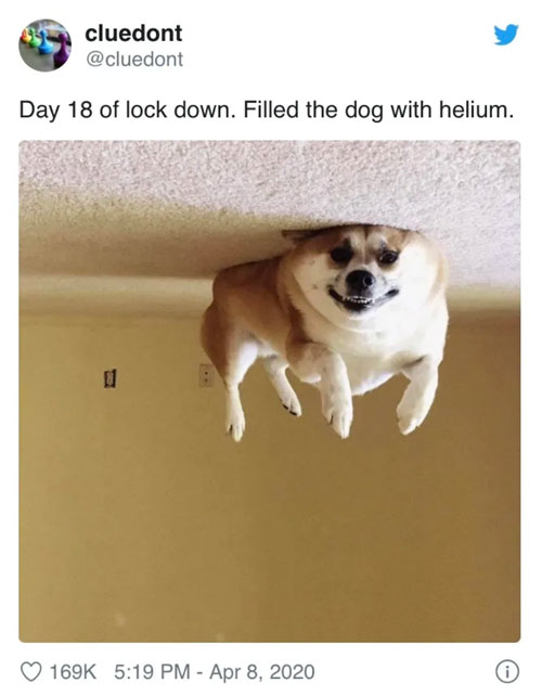 Helium-filled dog lockdown meme