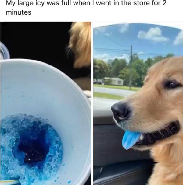 Meme: Dog with blue tongue