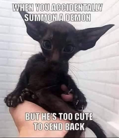 Meme: Cute black demon cat