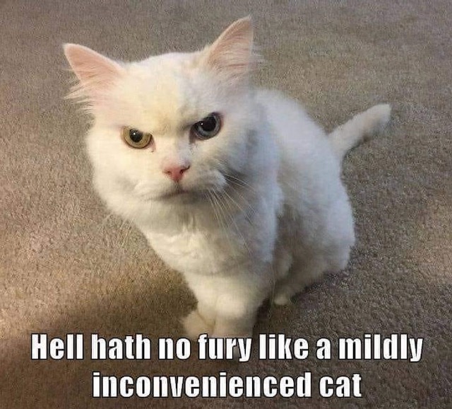 Meme: Angry kitten