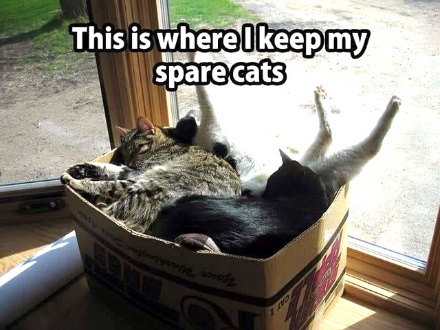 Meme: Spare cats in a box