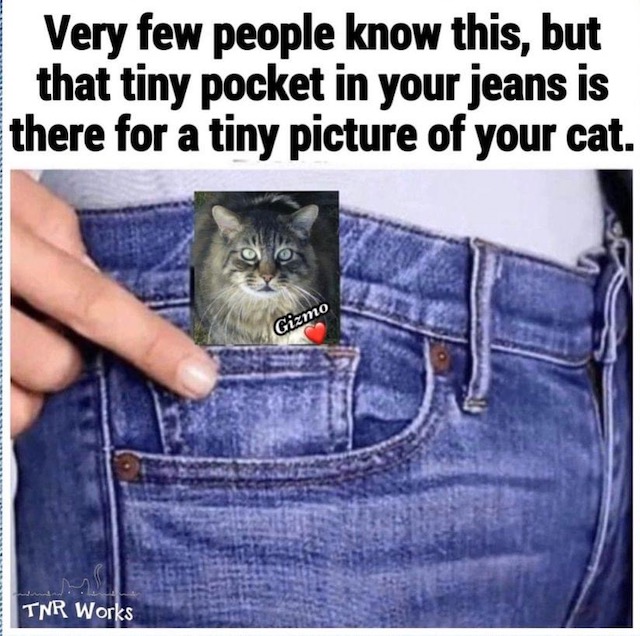 Meme: Jeans pocket for cat photos