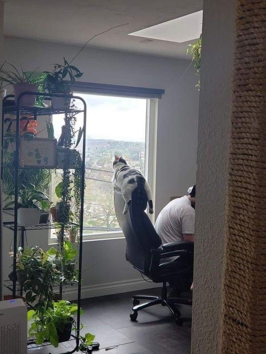 Photo of cat lying on the back of a chair, looking out a window