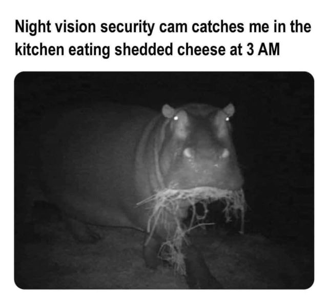 Meme about a cheese-eating hippo