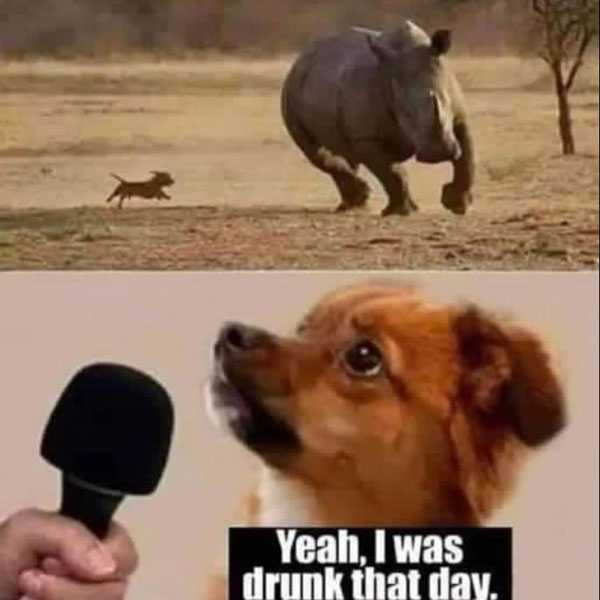 Meme: Dog chasing rhino