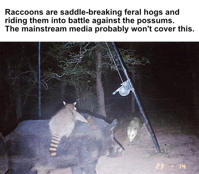 Meme about feral hog-riding raccoons