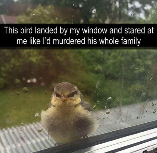 Meme: Staring bird, obviously miffed