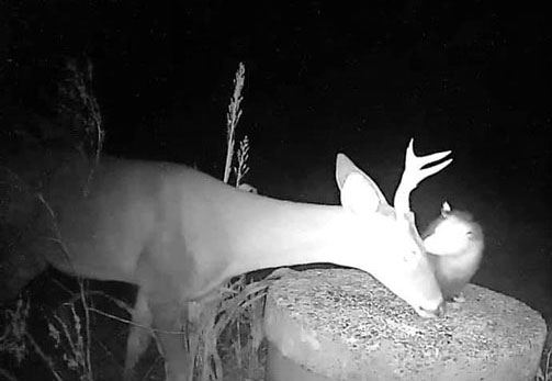 Trail camera photo of a possum eating ticks on a deer's face