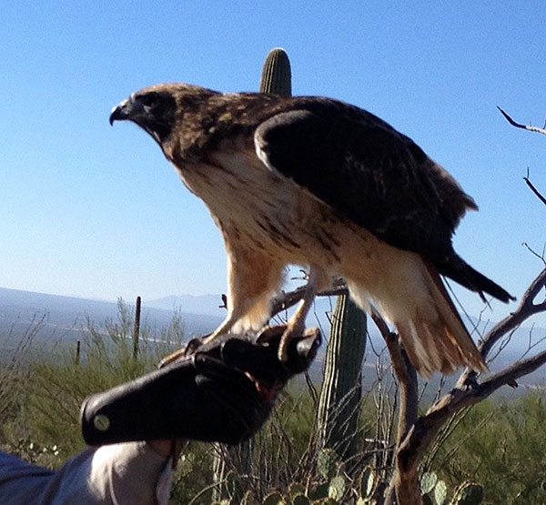 Photo - Sonora, the red-tailed hawk