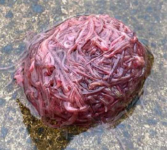 Photo: Mass of earthworms in a ball