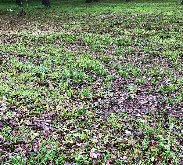 Photo - small stand bereft of bluebonnets