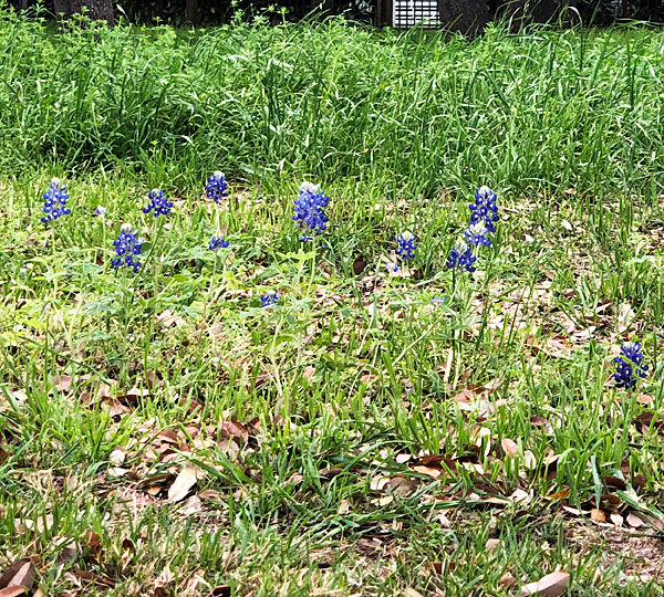 Photo - small stand of bluebonnets