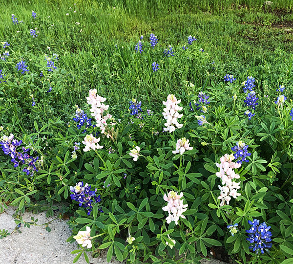 Photo - white bluebonnets amongst the blue ones