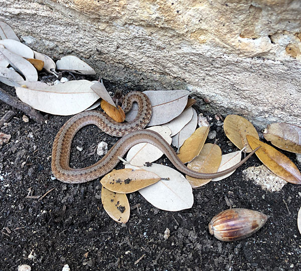 Photo - small snake in our courtyard