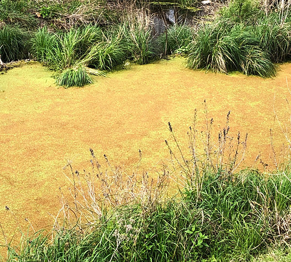 Photo - pollen covering the surface of the creek