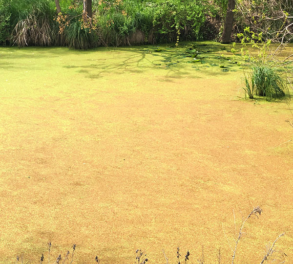 Photo - pollen covering the surface of the creek