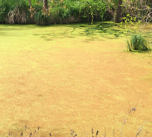 Photo - pollen covering the surface of the creek