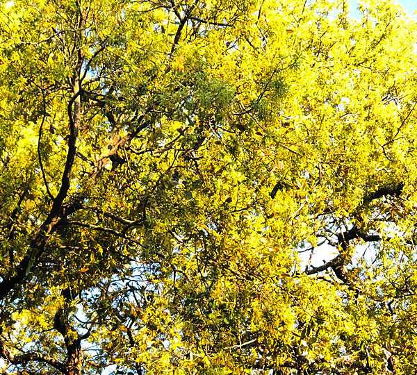 Photo - pollen-filled live oak tree