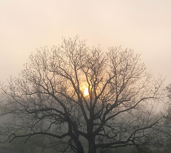 Photo - misty sunrise behind oak tree