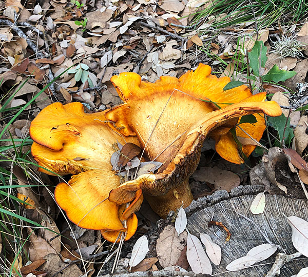 Photo - golden tree fungus