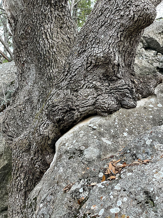 Photo - Gnarled tree growing out of a huge granite boulder