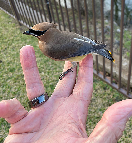 Photo - Cedar waxwing perched in my hand
