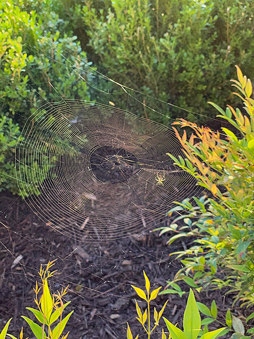 Photo - An orb weaver and its web