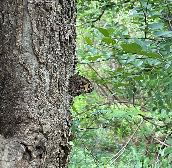 Photo - A butterfly on a tree trunk