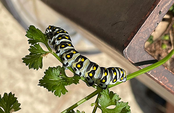 Photo - A closeup of a black swallowtail caterpillar