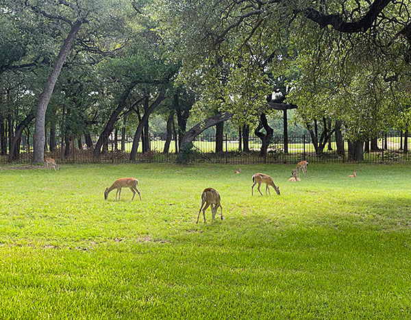 Photo - A small herd of deer doing deer-like things in the vacant lot next door