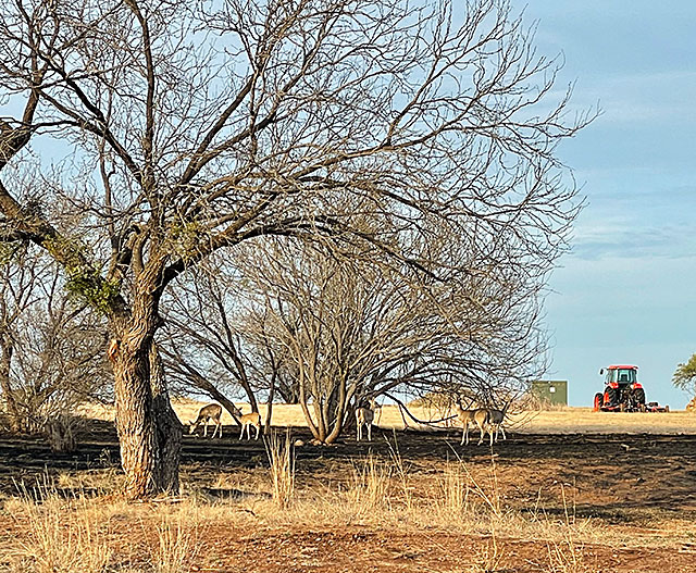 Photo - Burned acreage in Horseshoe Bay, Texas