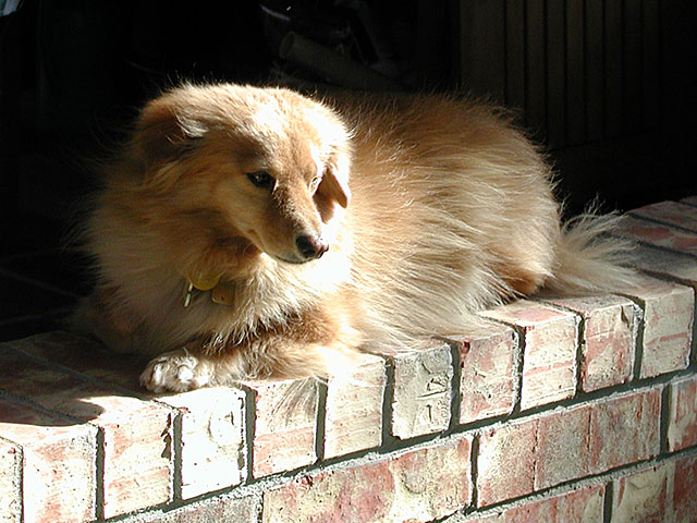 Photo: Abbye lying on top of a brick wall