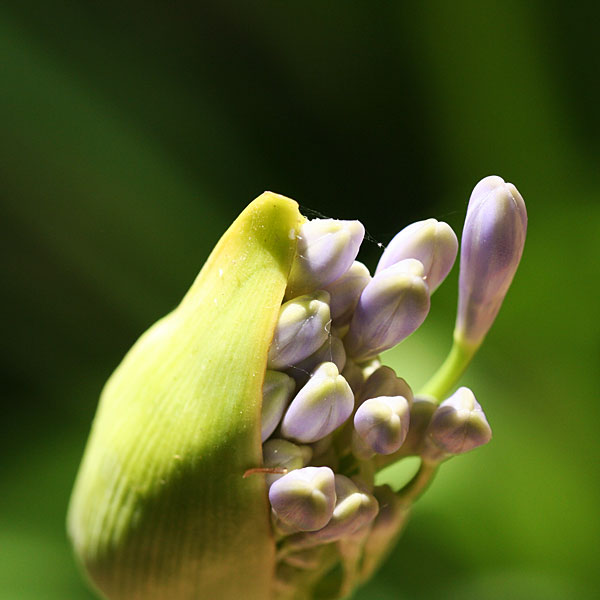 Photo - Agapanthus bloom about to open