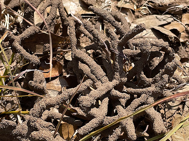 Photo: Mud 'tubes' left by agricultural termites