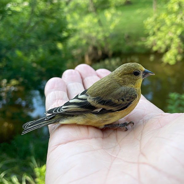 Photo - American goldfinch perched in my palm