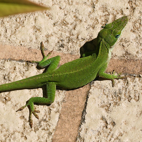 Photo - Male Carolina anole