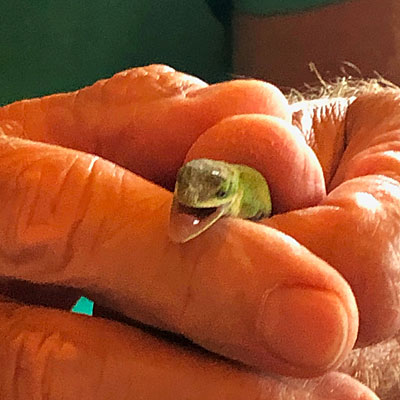 Photo - green anole in my hand