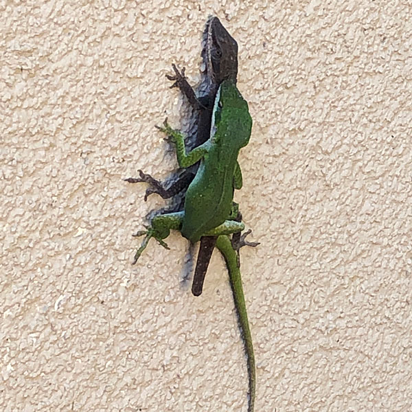 Photo - Anoles mating