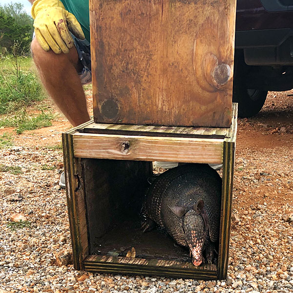 Photo - armadillo being released from trap