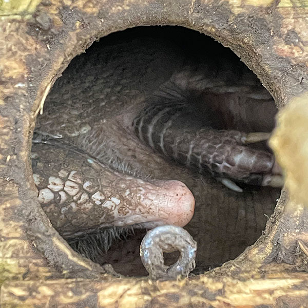 Photo - Armadillo lying on its back inside a trap