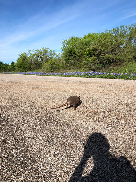 Photo - Armadillo in the middle of the road